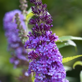 Buddleia davidii English Butterfly™ 'Purple Emperor™'