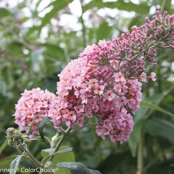 Buddleia 'InSpired Pink®'