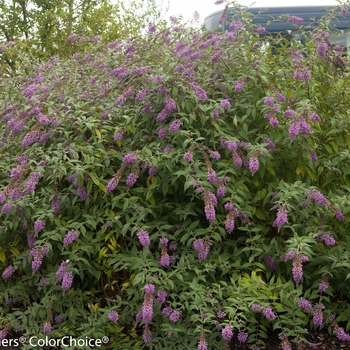 Buddleia 'ILVOargus2' 