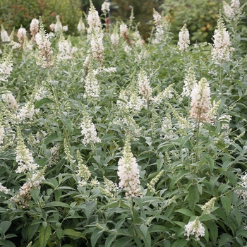 Buddleia 'InSpired White™'