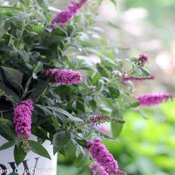 Buddleia 'Pink Micro Chip' PP 26547 CBR 5621