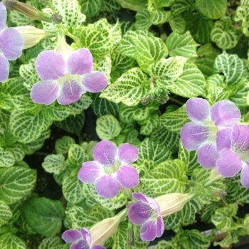 Asystasia gangetica 'Variegata'