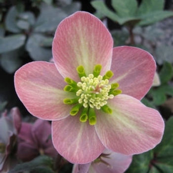 Helleborus 'COSEH 810' PP22350