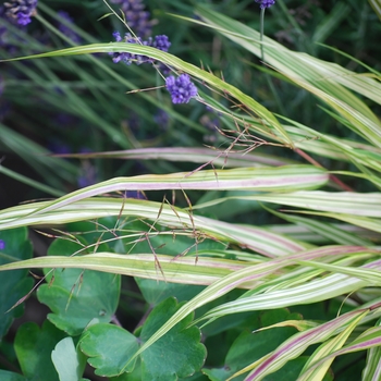 Hakonechloa macra 'Fubuki' 