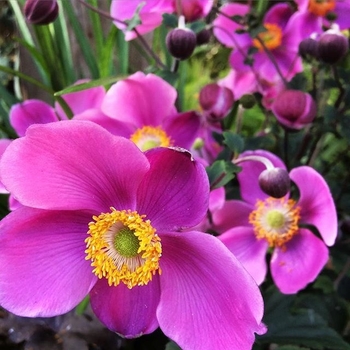 Anemone 'Lucky Charm' 