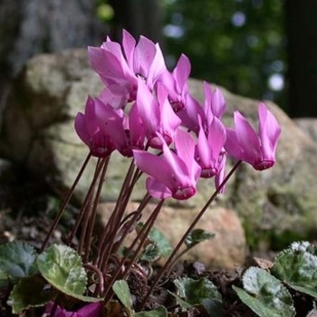 Cyclamen purpurascens