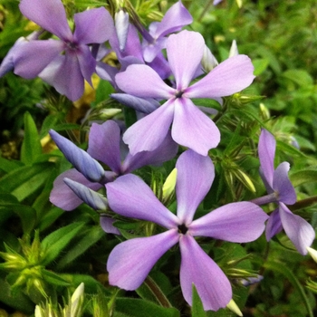 Phlox divaricata 'Blue Elf' PPAF