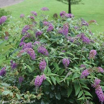 Buddleia Lo & Behold® 'Purple Haze'