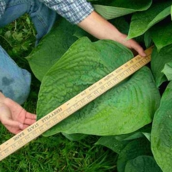 Hosta 'Jurassic Park' 