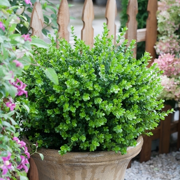 Buxus microphylla 'Bulthouse' PP25896 Can PBRAF