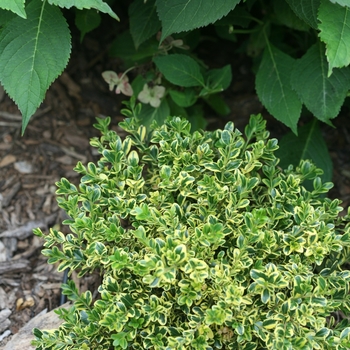 Buxus microphylla var. koreana 'Eseles' PP22328