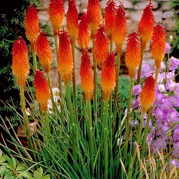 Kniphofia uvaria 'Echo Rojo' PP22791