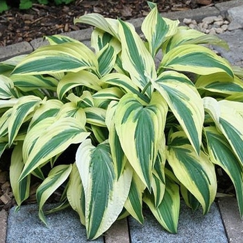 Hosta 'Lakeside Dragonfly' 