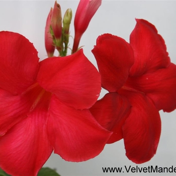 Mandevilla 'Red Velvet' PP10413