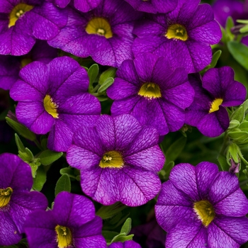 Calibrachoa Superbells® Blue