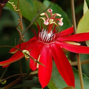 Passiflora vitifolia 'Scarlet Flame' 