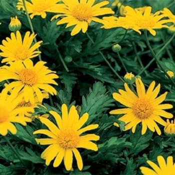 Euryops chrysanthemoides 'Sonnenschein' 