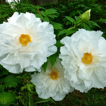 Paeonia suffruticosa 'Renkaku' 