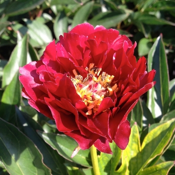 Paeonia 'Buckeye Belle' 