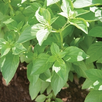 Ocimum basilicum var. citriodora 'Mrs. Burns' 