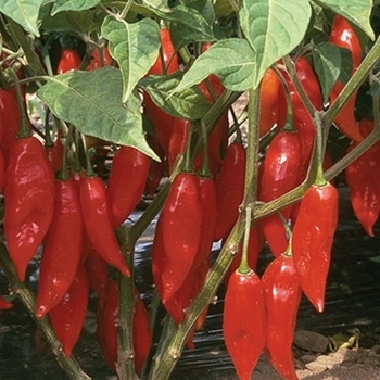 Capsicum annuum 'Hot Paper Lantern' 