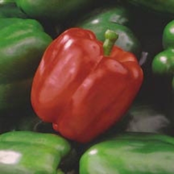 Capsicum annuum 'King Arthur' 