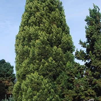 Cryptomeria japonica 'Rein's Dense Jade' 