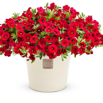 Calibrachoa Superbells® 'Red' (091360)