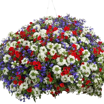 Calibrachoa Superbells® 'Red' (091361)