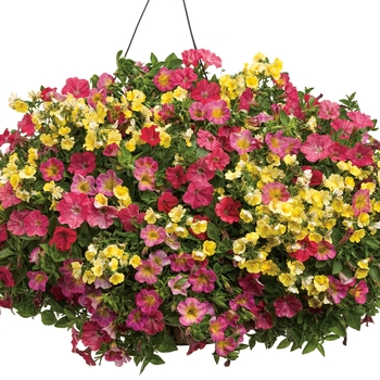 Calibrachoa 'Sweet Tart™' USPP 23,322