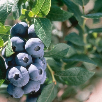 Vaccinium corymbosum 'Chandler' 