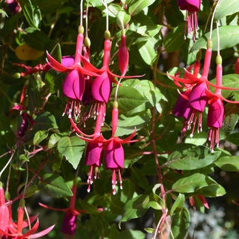 Fuchsia 'Lord Beaconsfield' 