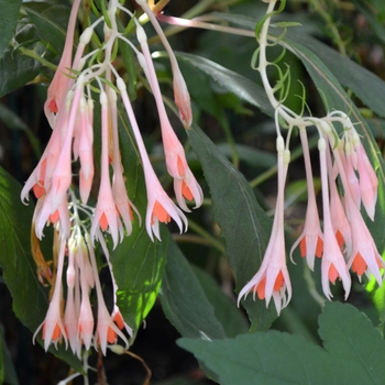 Fuchsia 'Traudchen Bonstedt' 