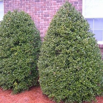 Ilex 'Coned' 