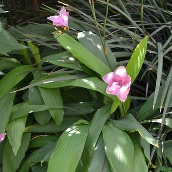 Curcuma alismatifolia 'Pink'