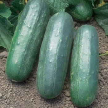 Cucumis sativus 'Eureka' 