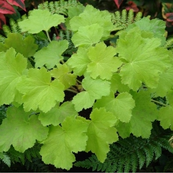 Heuchera villosa 'Pistache' PP19585