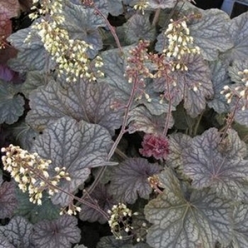 Heuchera 'Pinot Noir' PP20434