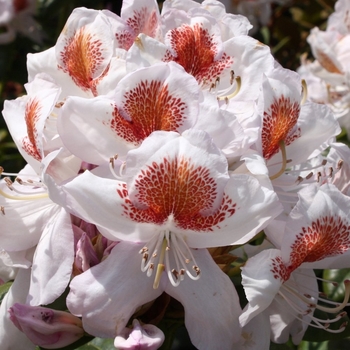 Rhododendron 'Mrs. T.H. Lowinsky' 
