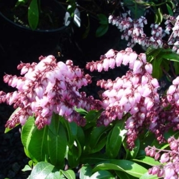 Pieris japonica 'Shojo' 