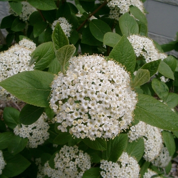 Viburnum 'Emerald Triumph' 