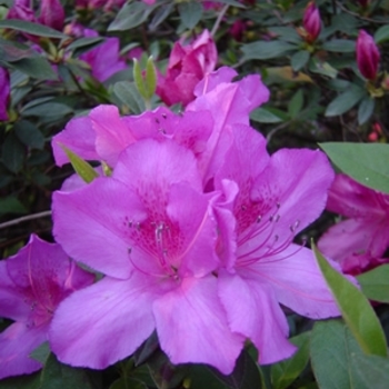 Rhododendron Southern Indica hybrid 'Purple Formosa' 