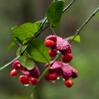 Euonymus americanus 'Hearts-a-Bustin'' 