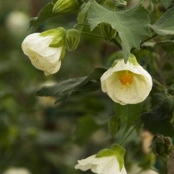 Abutilon 'Albus' 