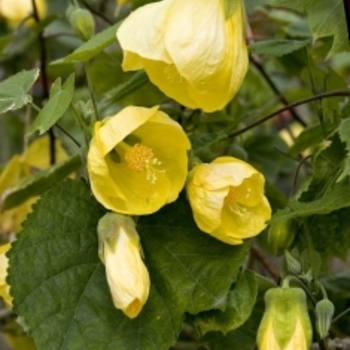 Abutilon 'Luteus' 