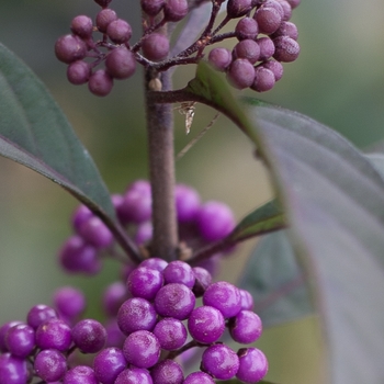 Callicarpa 'Purple Pearls®'