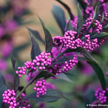 Callicarpa 'Pearl Glam®'