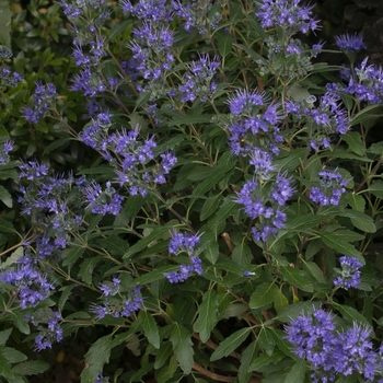 Caryopteris x clandonensis 'Beyond Midnight®' PP27426, Can 5414