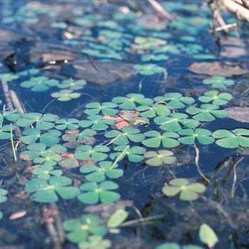 Marsilea quadrifolia