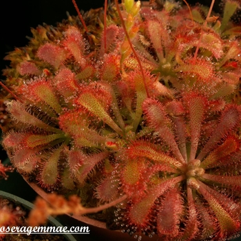 Drosera spatulata